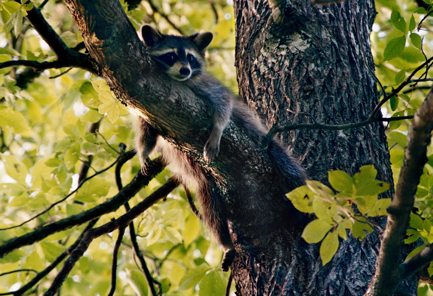 Relaxing-Raccoon
